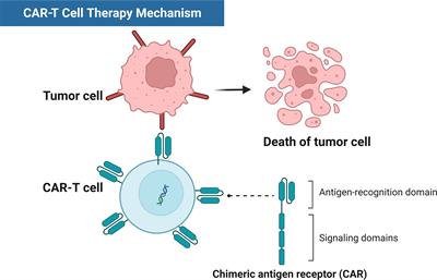 Predictive short/long-term efficacy biomarkers and resistance mechanisms of CD19-directed CAR-T immunotherapy in relapsed/refractory B-cell lymphomas